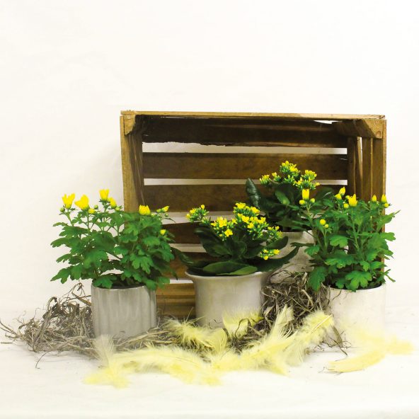 Påskeblomst