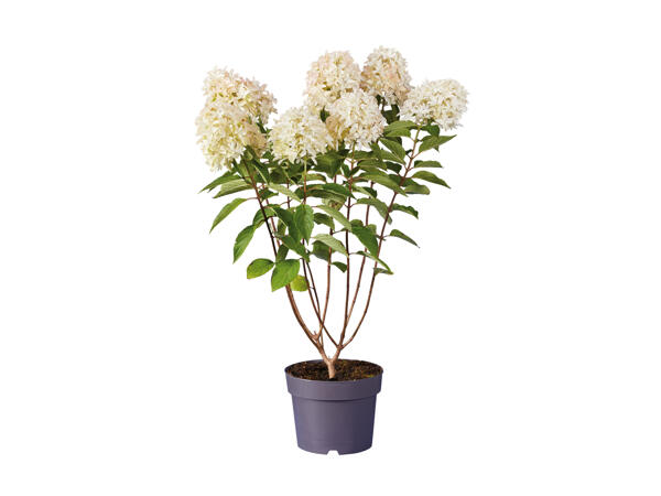 Hydrangea Paniculata
