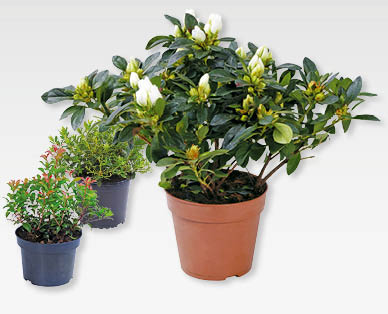 Feuillus résistant au froid GARDENLINE(R)