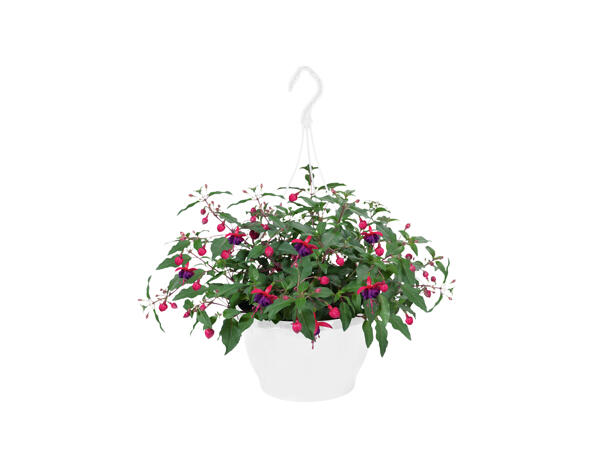 Hanging Basket