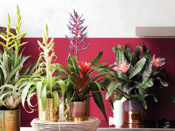Bromelia Royal