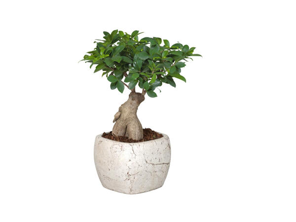Bonsaï dans un pot en céramique