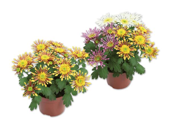 Chrysanthemen Sunrise Splash