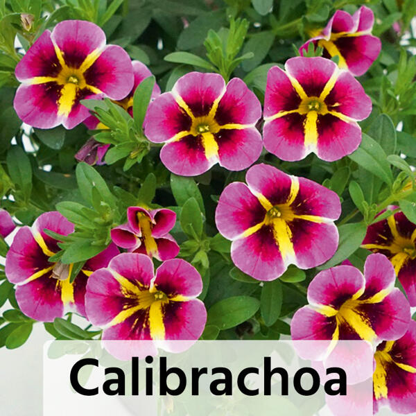 Verbene / Calibrachoa / Kaisernelke