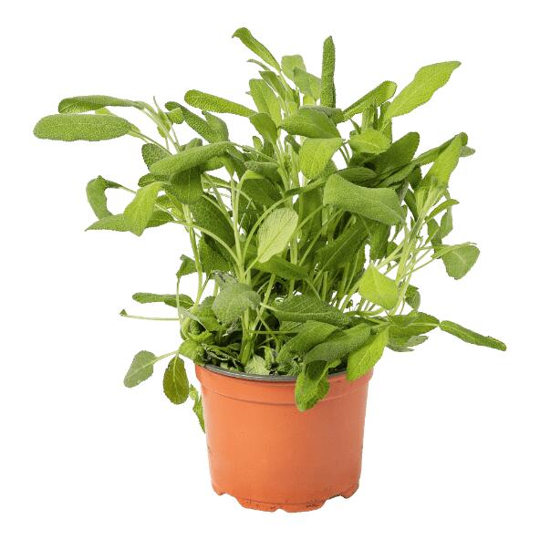 Biokruidenplant