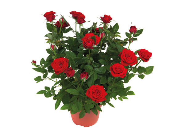 Roses in a Pot