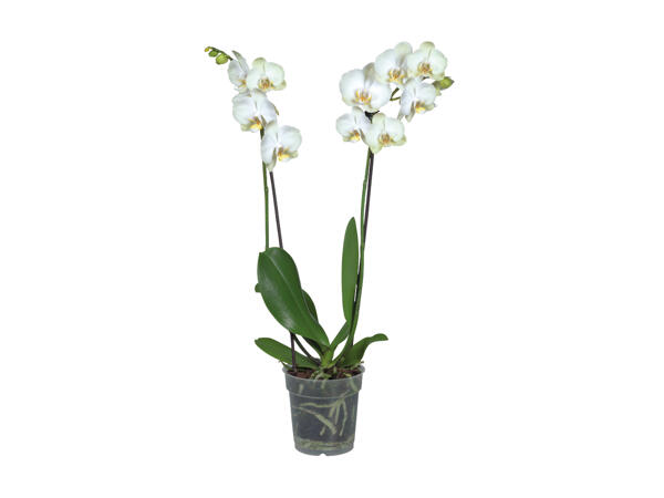 Twin Stem Orchid