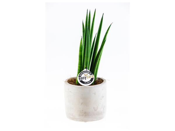 Easy Care Plant (Ceramic Pot)
