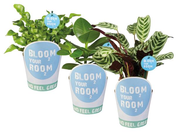 Grünpflanze „Bloom your room"