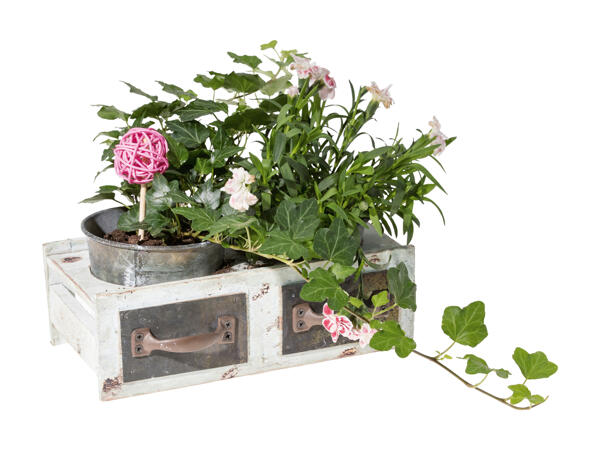 Plantes dans un tiroir décoratif