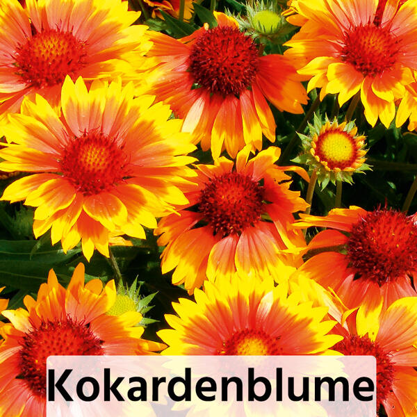 Stauden