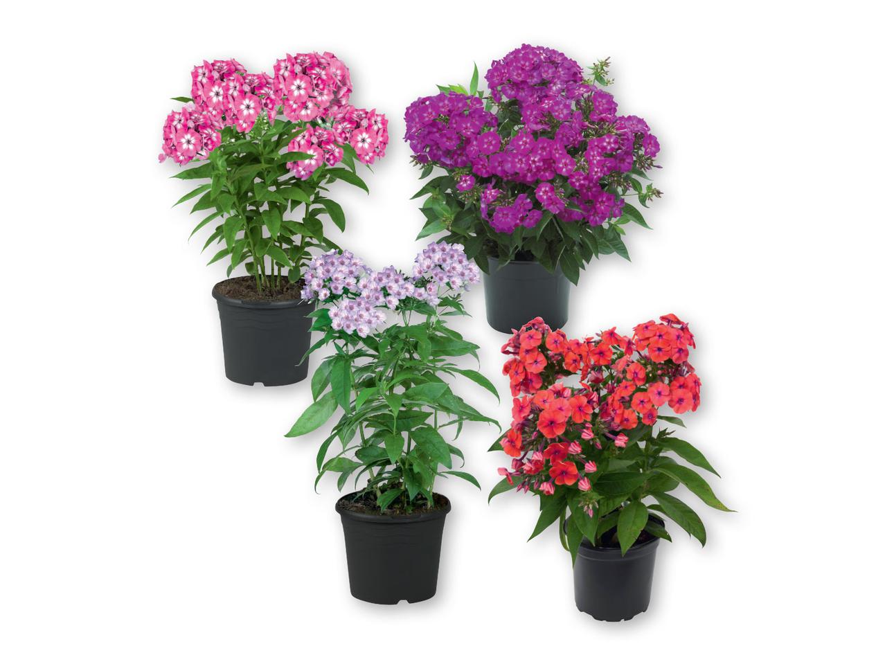 "Flame" Phlox
