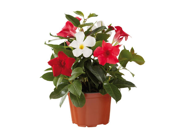 Dipladenia