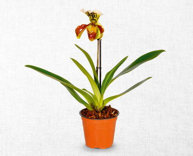Frauenschuh-Orchidee