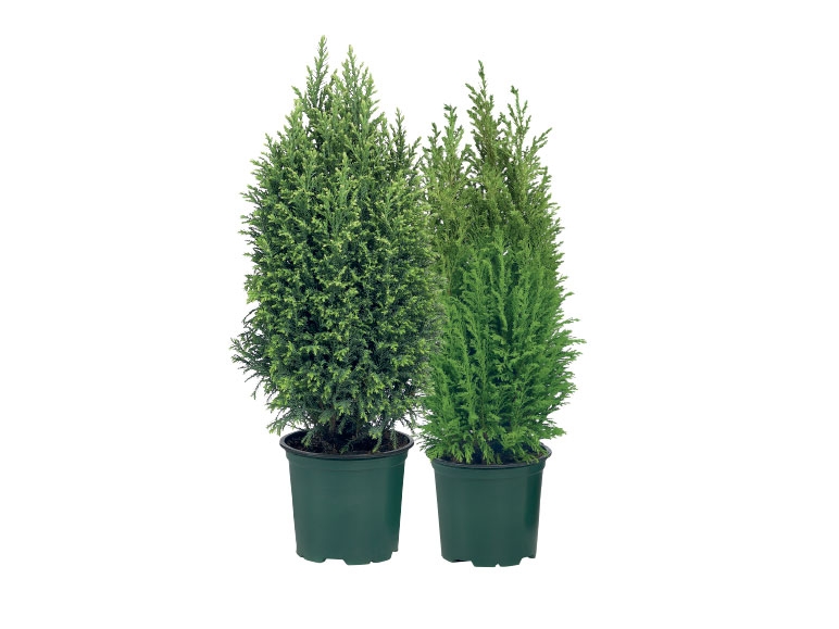 Assorted Conifers - available from 30th October