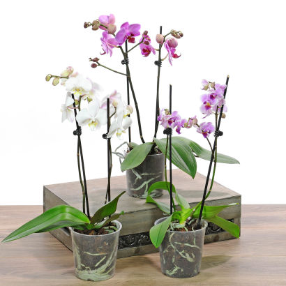Phalaenopsis orkidee