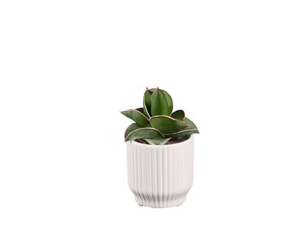 Mini Succulent in Modern Ceramic Pot