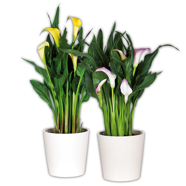 Calla