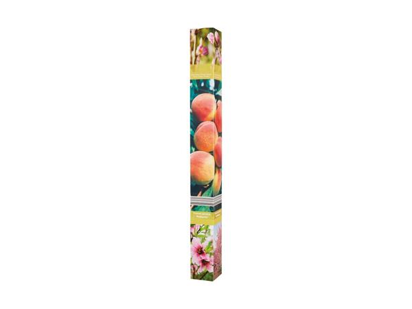 Frugttræ