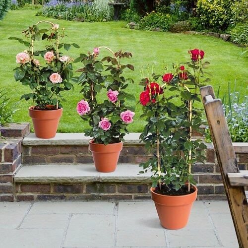 Duftrose*