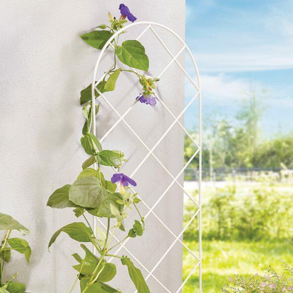 Plantenklimrek