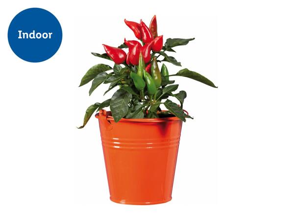 Chilli Plant