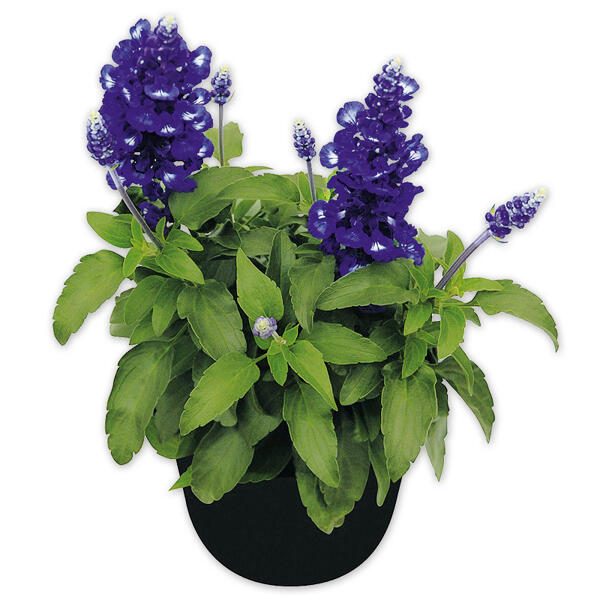 Salvia