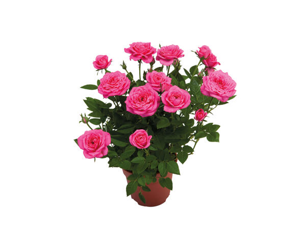 Mini Rose
