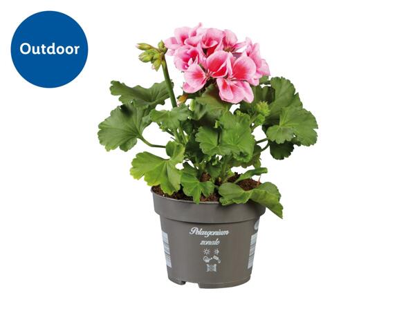 Standing Geranium