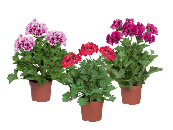 English Geranium