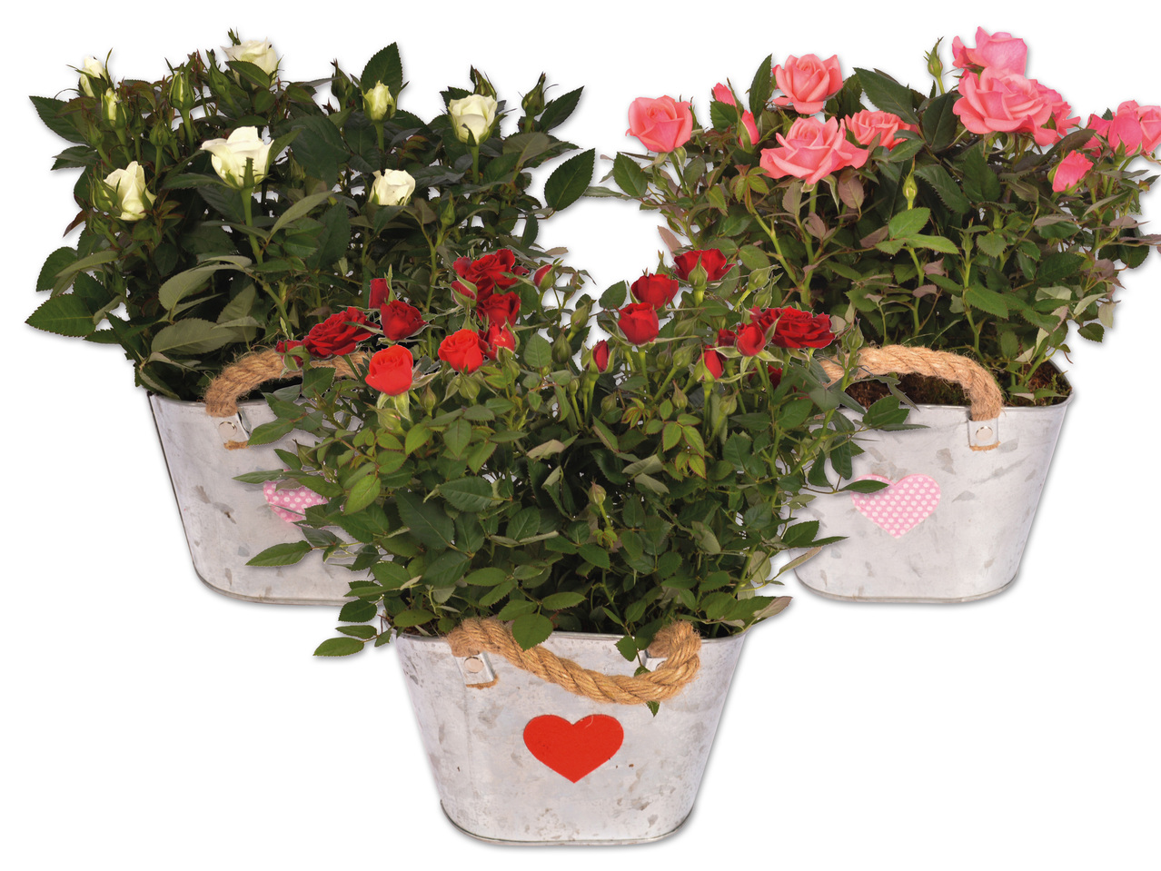 Muttertagsrosen im ovalen Zinkgefäß
