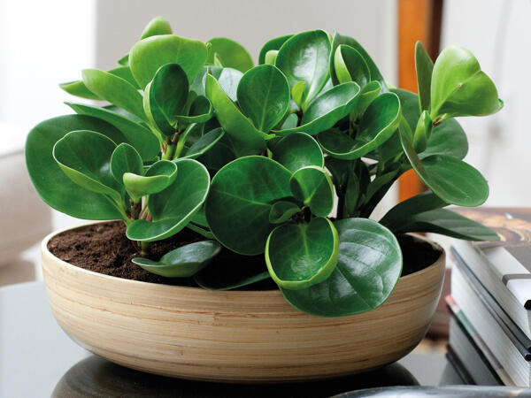 Peperomia miks