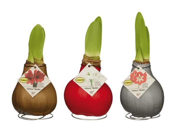 Amaryllis gewachst