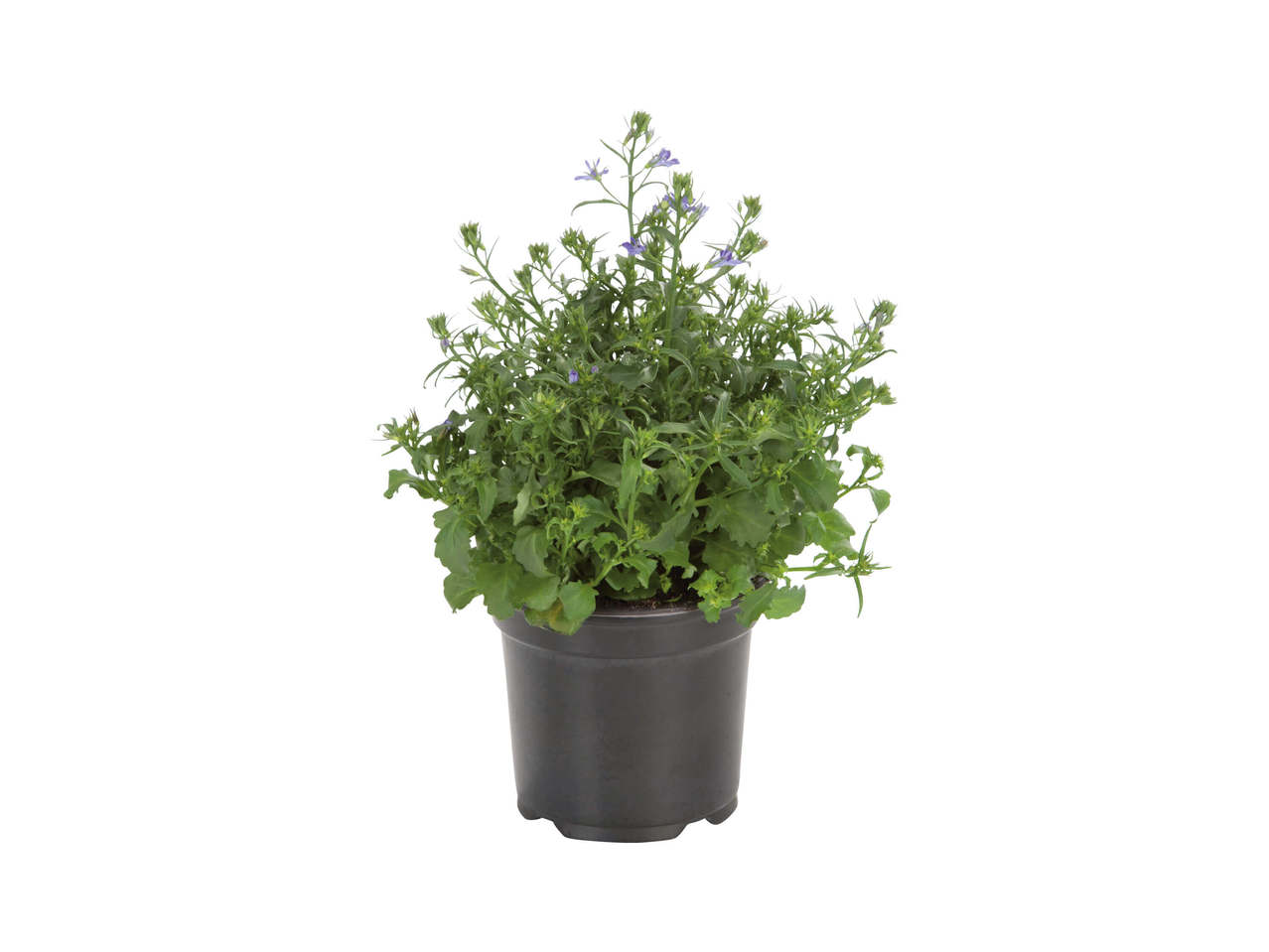 Campanula Royal & Bali