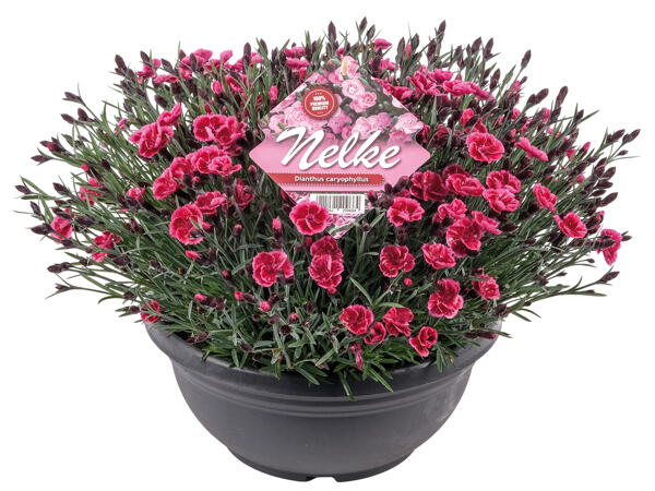 Dianthus Schale