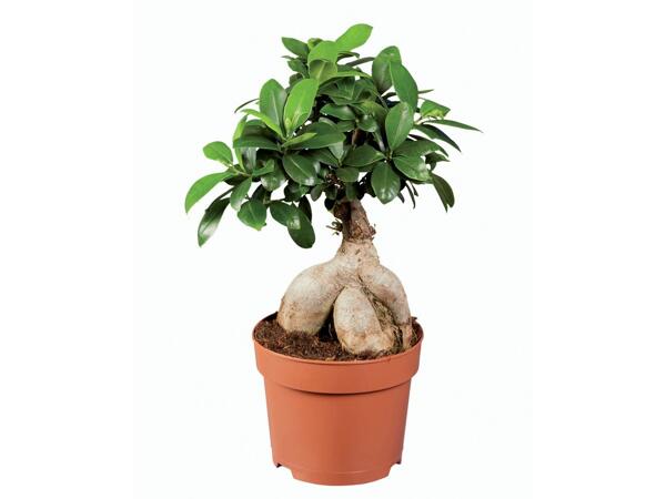 Ficus ginseng