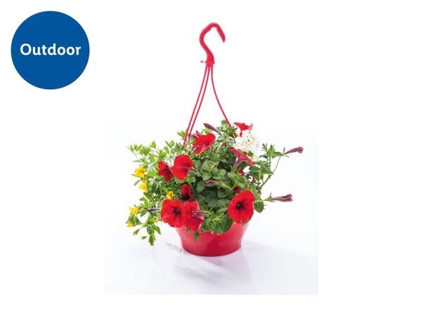 Colourful Hanging Baskets
