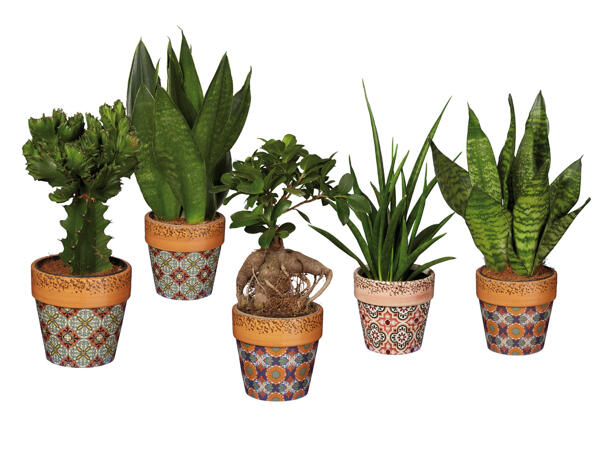 Green Plants in Mosaic Pots