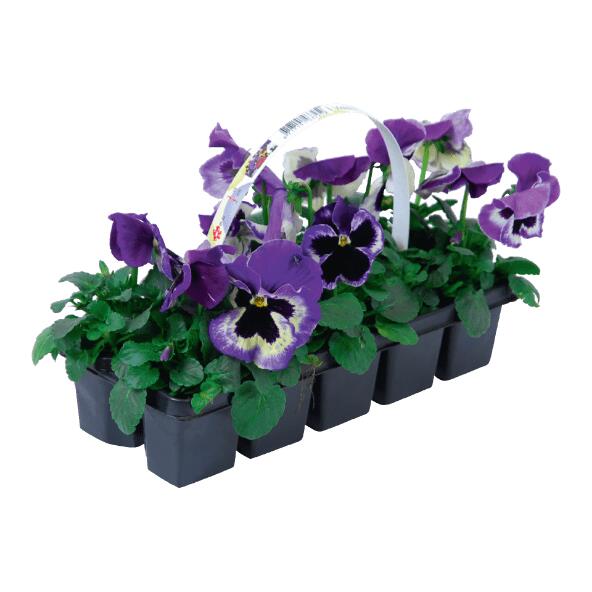 Violettes, 10 pcs