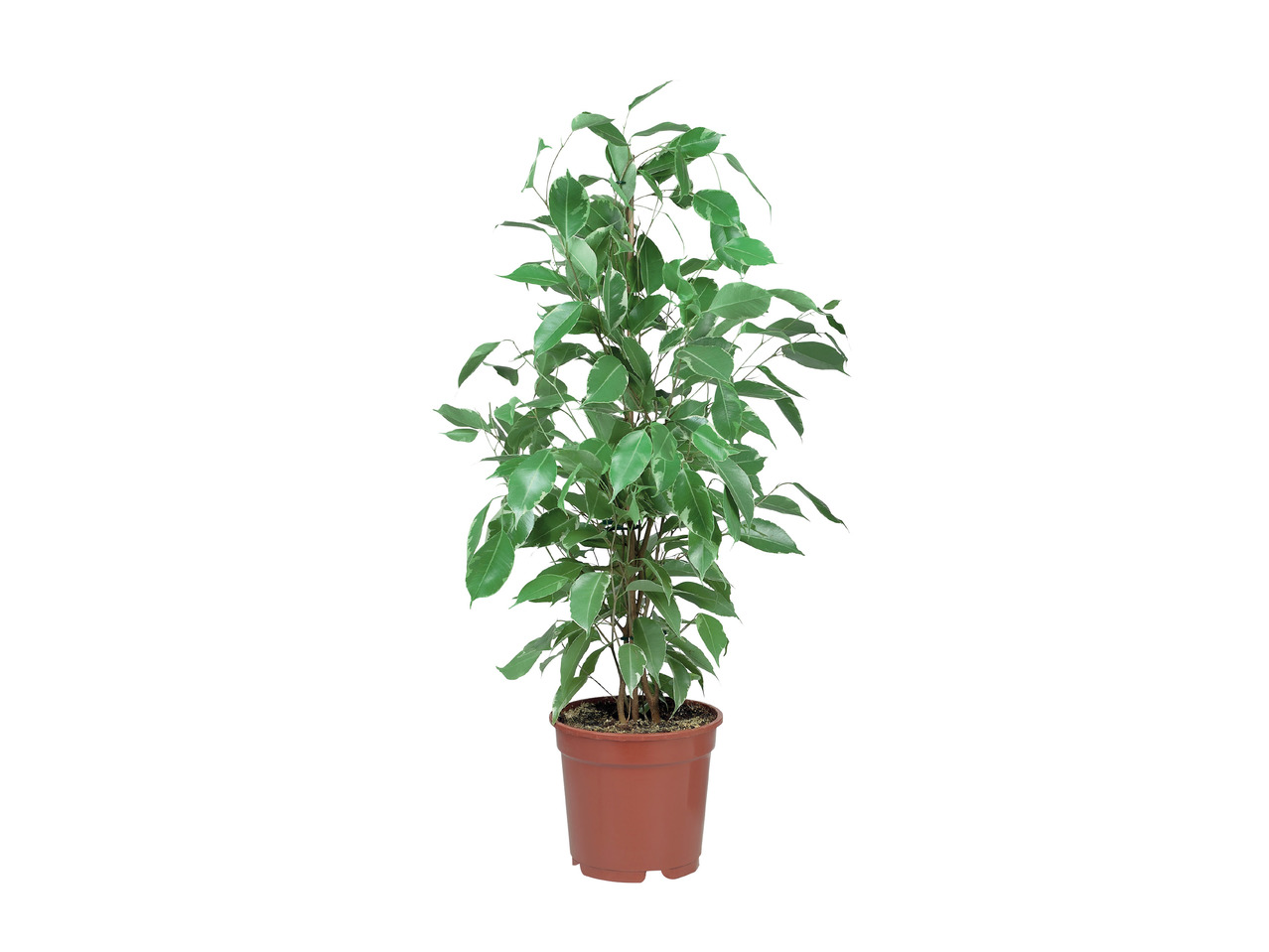 Green Houseplant1