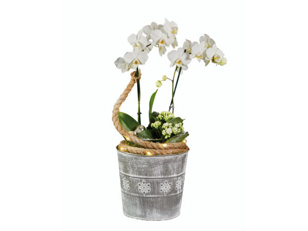 Orchidee Phalaenopsis in Topf mit Weihnachtsdeko