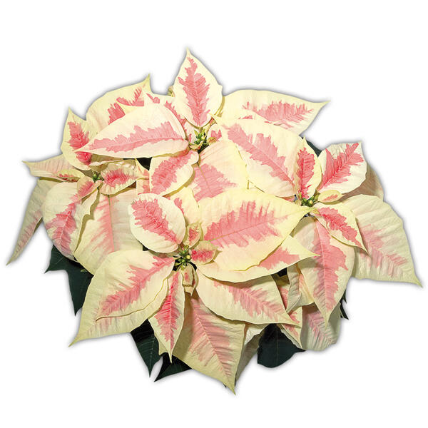Weihnachtsstern