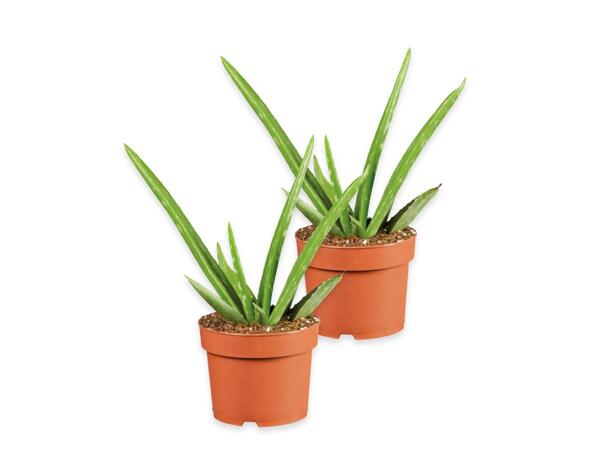 Aloe vera