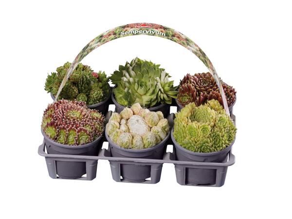 Sempervivum Mixed