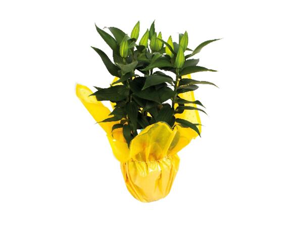 Easter Oriental Lily