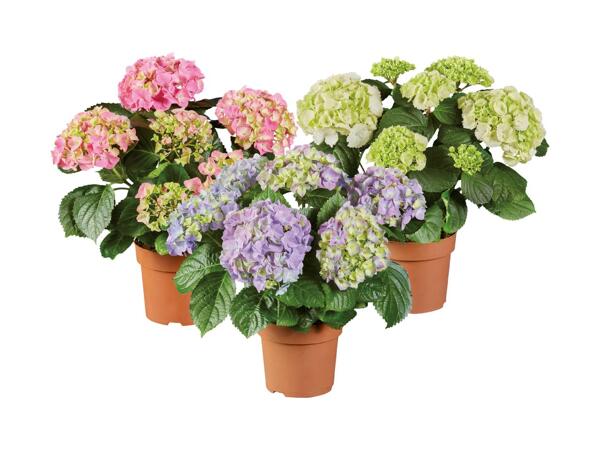Hydrangeas