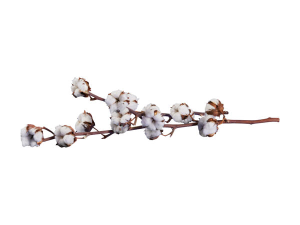 Branche de coton