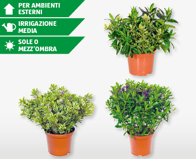 Arbusto veronica twins