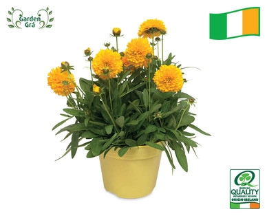 Irish Grown Coreopsis