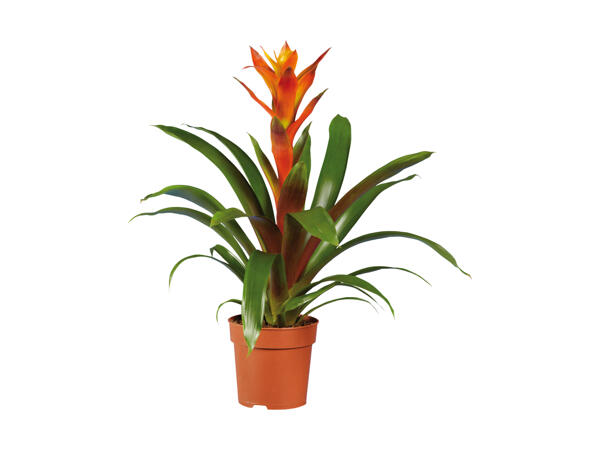 Bromelia